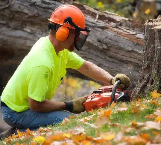 tree services Chippewa Lake